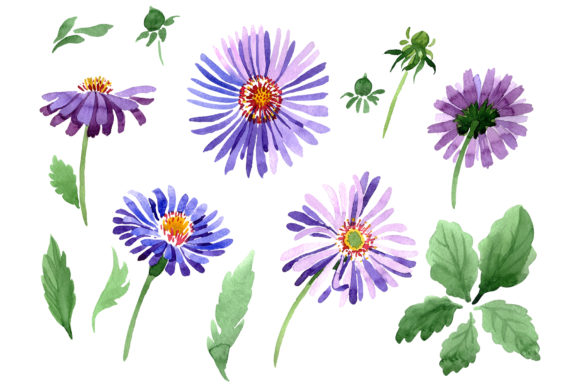 Asters Watercolor Illustrations
