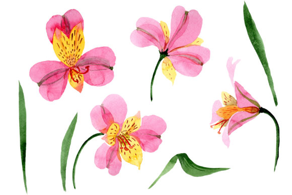 Astrometry Pink Flower Watercolor
