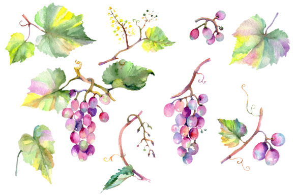 Blue Grapes Watercolor Illustrations