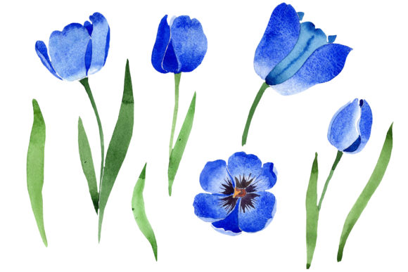 Blue Tulip Flower Watercolor Illustrations