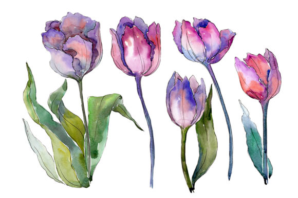 Bouquet with Tulips Diodorus Watercolor Illustrations
