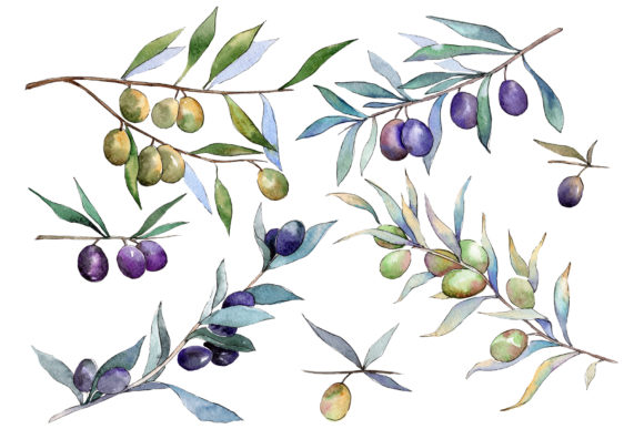 Branch Olive Watercolor and Illustrations