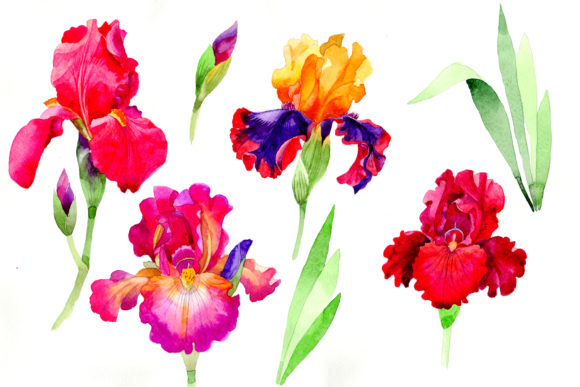 Cheerful Orchids Flowers Watercolor Set and Illustrations