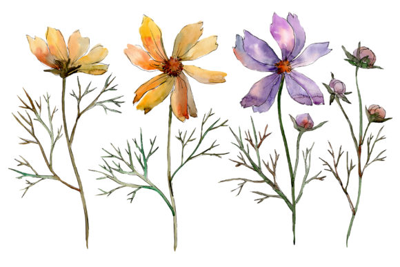 Cosmos Flower Watercolor Set