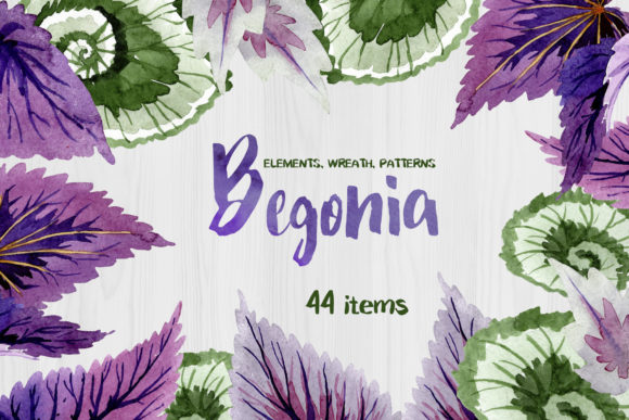 Decorative Begonia Purple Watercolor