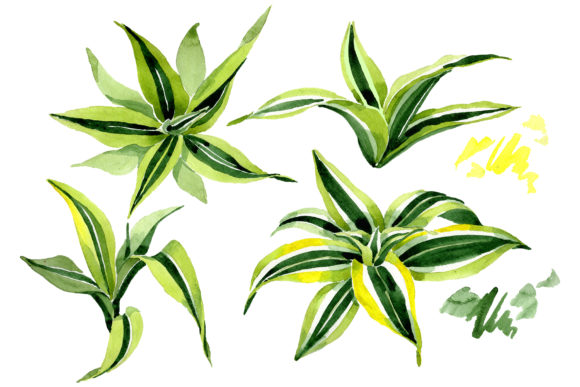 Dracena Watercolor: A Soft, Stylish Embroidery Design