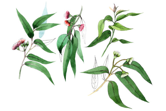 Eucalyptus Branch Watercolor Set and Illustrations