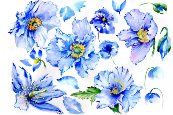 Gently Blue Poppies Watercolor Set and Illustrations