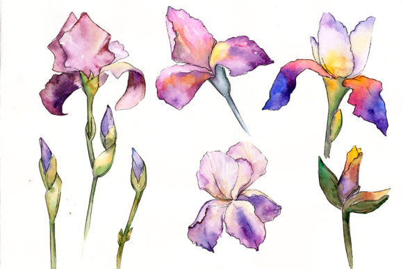 Gently Purple Irises Watercolor Set