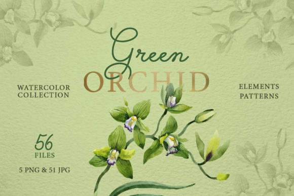 Green Orchid Watercolor Illustrations