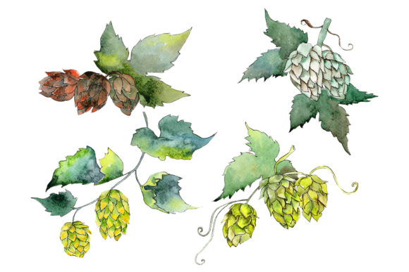 Hops Watercolor Embroidery Design