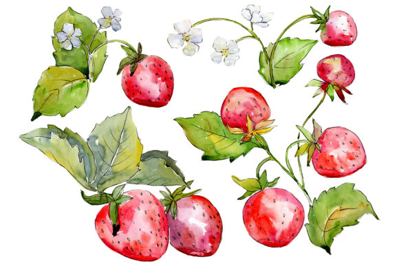 Juicy Strawberry Watercolor Illustrations