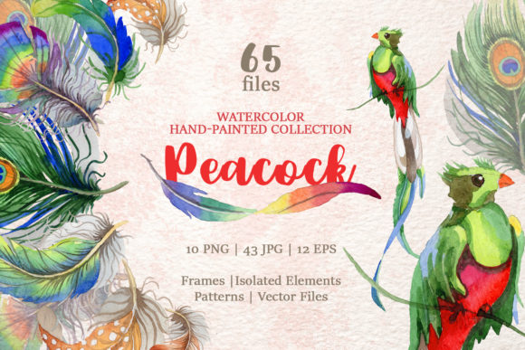 Peacock Watercolor Illustrations