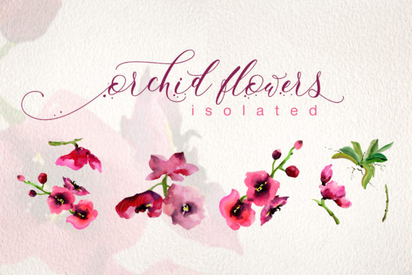 Pink Orchid Flowers Watercolor Set for Illustrations