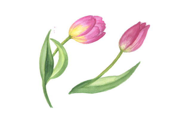 Pink Tulip Watercolor Design Set Illustrations