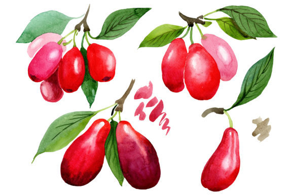 Red Dogwood Watercolor Plant Set and Illustrations