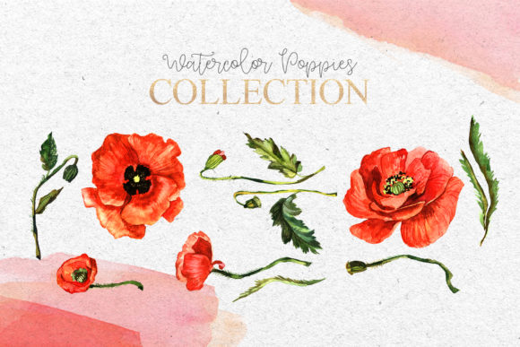 Red Poppies Flowers Clipart Watercolor