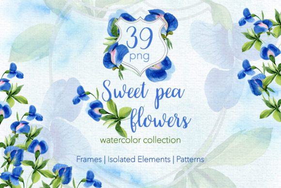 Sweet Pea Flowers Watercolor Illustrations