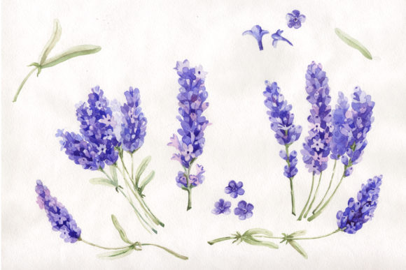 Watercolor Beautiful Lavender Set and Illustrations
