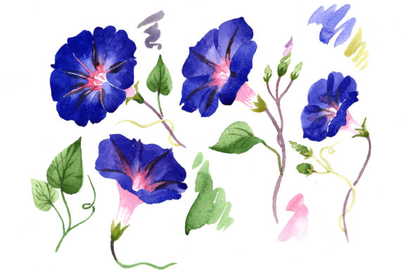 Wildflower Ipomoea Dark Blue Watercolor Set Illustrations
