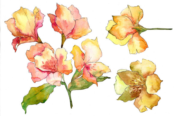 Yellow Alstroemeria Flower Watercolor Set and Illustrations