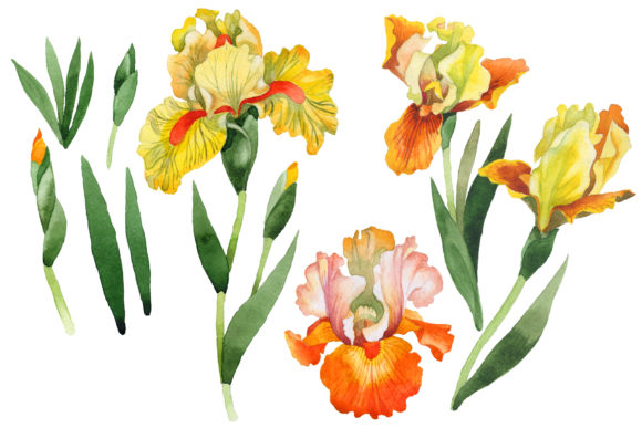 Yellow Flower Irises Watercolor Set for Illustrations